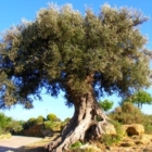 A Lecce il seminario  “Quale futuro per l’olivicoltura salentina” 