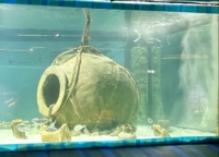  L'ACQUARIO: UN MUSEO VIVENTE NEL MUSEO DI EGNAZIA