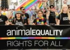  ANIMAL EQUALITY PORTA IN CENTRO A MILANO GLI STRUMENTI DI CRUDELTÀ LEGALE USATI NEGLI ALLEVAMENTI
