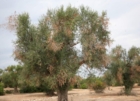 Xylella - Monitoraggi ARIF: Per procura Bari effettuati in maniera rischiosa e incompetente
