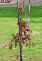  L'associazione Il Giunco dona una quercia vallonea alla comunità di San Vito dei Normanni