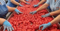  TRASFORMARE NELL�INTERO BACINO CENTRO SUD CIRCA 26 MILIONI DI QUINTALI DI POMODORO�