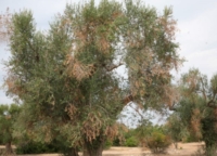  XYLELLA: INUTILE ERADICAZIONE OLIVI, BATTERIO UTILIZZATO COME PRETESTO