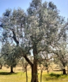 PASSEGGIATA TRA GLI ULIVI