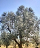CEGLIE MESSAPICA : CONVIVENZA CON XILELLA