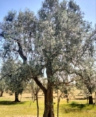 ADDIO ALLA PUGLIA DEGLI ULIVI