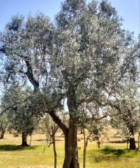 ADDIO ALLA PUGLIA DEGLI ULIVI