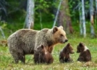 Mamma orsa Kj1 uccisa con crudeltà