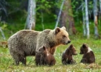 Mamma orsa Kj1 uccisa con crudelt�