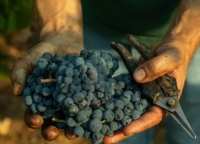 Vendemmia 2024 per il Primitivo di Manduria