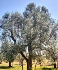  MILLEPROROGHE MILLECATASTROFI