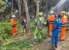 BRINDISI : CONFARTIGIANATO : CORSO OPERATORI FORESTALI
