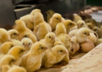 ROMA : LEGGE CONTRO UCCISIONE PULCINI MASCHI IN CORSO