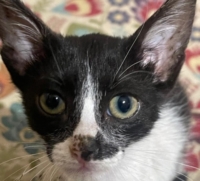 GRAVINA : GATTINO CON TRE ZAMPE SALVATO DA UN RAGAZZINO