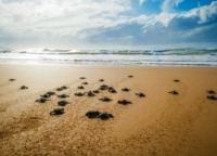 PUGLIA : TARTARUGA CARETTA CARETTA : CENSITI ALTRI NIDI