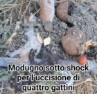 MODUGNO : GATTINI UCCISI E MINACCE AD UN GIORNALISTA