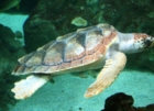 PUGLIA : LEGAMBIENTE : GIORNATA TARTARUGA CARETTA CARETTA