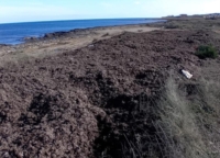 OSTUNI : POSIDONIA FENOMENO NATURALE