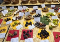 SAN MICHELE SALENTINO: FESTIVAL DEL FICO MANDORLATO