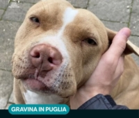 GRAVINA : LNDC : PITBULL RITROVATA MASSACRATA