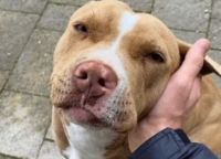 GRAVINA : DA LNDC SOLO RICHIESTA DI CHIARIMENTI