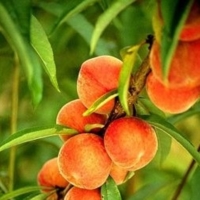  Lo stile di vita mediterraneo alla Fiera del Levante di Bari
