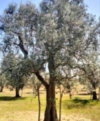 OSTUNI : L'ULIVO CHE RINASCE : AVVISO PUBBLICO