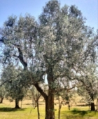 BARI : STOP  ALL'ABBATTIMENTO DI ULIVI : PRONUNCIA STORICA DEL TAR