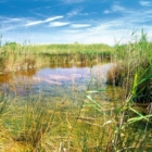 BBC: Siamo alla lottizzazione politica del Consorzio di Torre Guaceto.                    