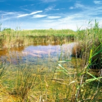 BBC: Siamo alla lottizzazione politica del Consorzio di Torre Guaceto.                    