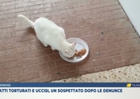 BRINDISI : MALTRATTAMENTI GATTI : CONCLUSIONE INDAGINI
