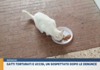 BRINDISI : INDAGATO MEDICO PER UCCISIONE GATTI