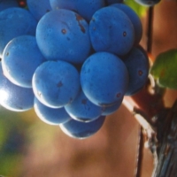 AUTUNNO : MANGIAR SANO PER RIMETTERSI IN FORMA