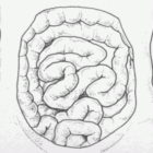 Alimenti: il "cervello" nell'intestino gestisce la nostra salute