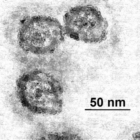 Epatite C, due nuove molecole “battezzate” a Boston 
