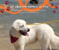 BRINDISI : CANILE : CAMPAGNA ADOZIONE
