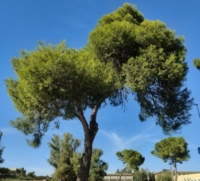 BRINDISI : LEGAMBIENTE : LA STRAGE DI ALBERI CONTINUA