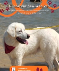 BRINDISI : CANILE COMUNALE : 