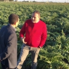 VISSANI SCEGLI IL CARCIOFO BRINDISINO