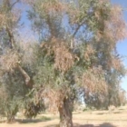 COSA STA SUCCEDENDO IN PUGLIA CON LA XYLELLA