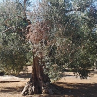 BBC: Iniziativa su Xylella: Emergenza o Speculazione?