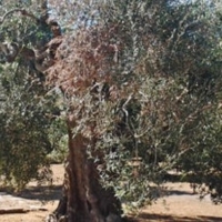 XYLELLA: LARICCHIA (M5S) SI OPPONE ALL'ERADICAZIONE INDISCRIMINATA DEGLI OLIVI IN SALENTO