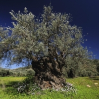 Tutto per l�olivo. Camere Commercio e Regione Puglia in Fiera dal 24 al 24 aprile