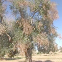 XYLELLA: IL PD PLAUDE AD UN GOVERNO CHE SCENDE IN CAMPO OLTRE IL 90ESIMO 