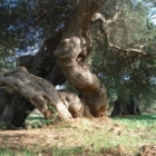 PUGLIA: DOMENICA 19 APRILE IL M5S LANCIA LA "GIORNATA DEGLI ALBERI"