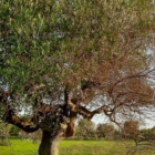 XYLELLA: Granieri UNAPROL "SALENTO NON PUò ESSERE LAZZARETTO D'EUROPA