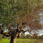XYLELLA: Granieri UNAPROL "SALENTO NON PUò ESSERE LAZZARETTO D'EUROPA