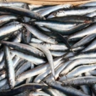 Attività del progetto M.ITT.I.CO! per il pesce azzurro