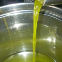 OLIO  � Unaprol da figura mastro oleario, promozione e sostegno  per i mille oli italiani tracciati