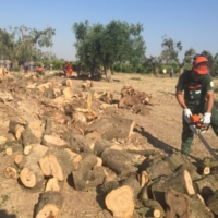 XILLLA : INIZIATE LE ERADICAZIONI